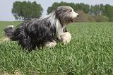 BEARDED COLLIE 243